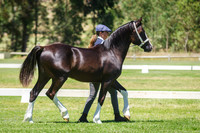 Class 222 & Champion Welsh  Cob Colt