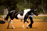 Senior Friesian Warmblood