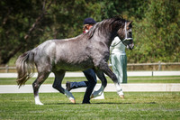 Class 225-227 Champion Welsh Cob Filly & Best Youngstock Welsh Cob