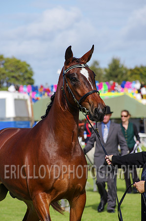 Jess-2410