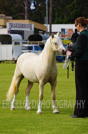 Jess-2466