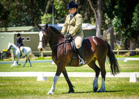 Class 81 Ridden Welsh Pony of Cob type Mare-Filly