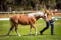 Best Senior Welsh Gelding