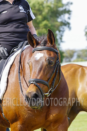 ARCA WH 2014-6603