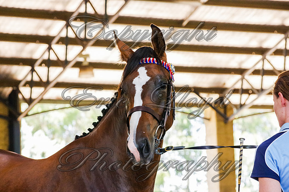 Brookleigh-9886