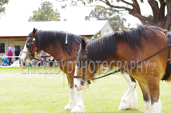 Jess-4036