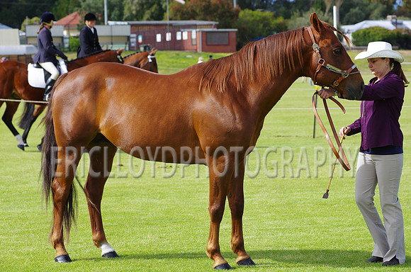 Jess-2439