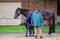 Ground - Flat Work Morning