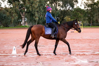 Flat Work - Dressage Arena