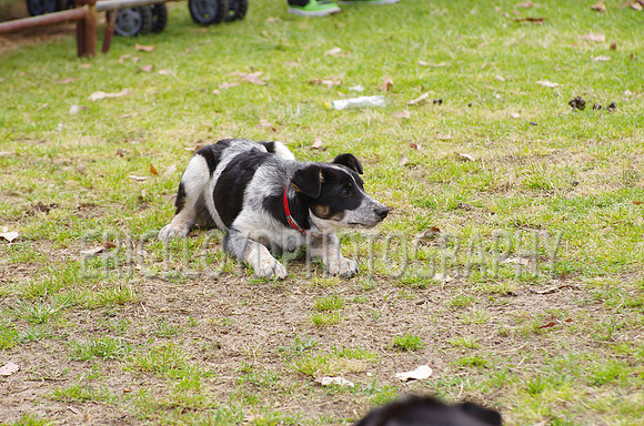 Jess-4098