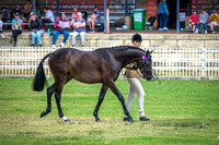 DSCF3707