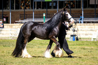 DSCF7519