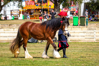 DSCF7534