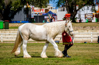 DSCF7537