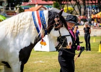 DSCF8425