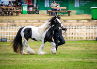 DSCF8446