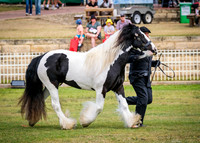 DSCF8581