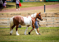 DSCF8594