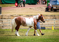 DSCF8597