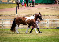 DSCF8602
