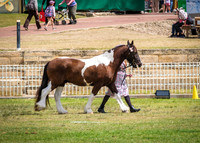 DSCF8604