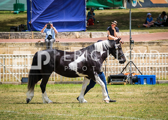 DSCF8616