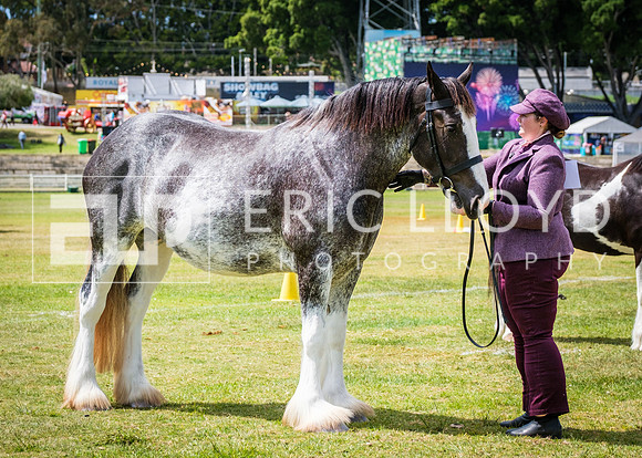 DSCF8642