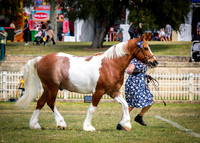 DSCF8974