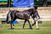 DSCF6194
