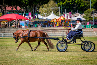 Classes to Champion Non Hackney Pony 10.2 Hands And Under