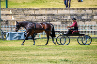 Concours D'Elegance