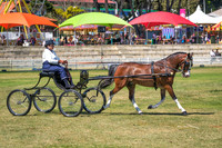 Supreme Champion Carriage Driving Exhibit