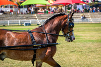 classes to Champion & Reserve Champion Non Hackney Carriage Pony 10.2 Hands Up To And Including 14 Hands