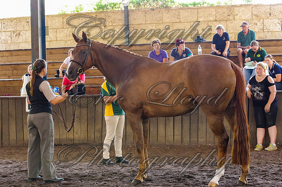 Brookleigh-0090
