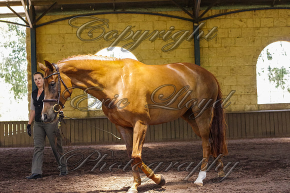 Brookleigh-0060