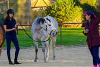 All inhand & ridden work