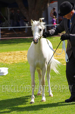 Jess-2901
