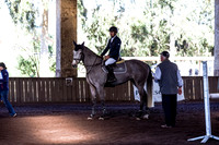 SRSJ Young Horse-6972