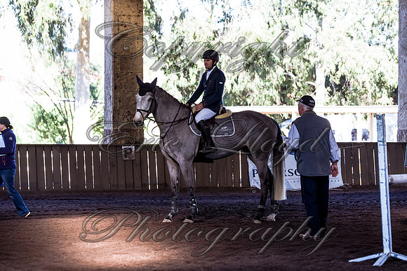 SRSJ Young Horse-6972