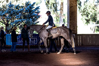 SRSJ Young Horse-6973