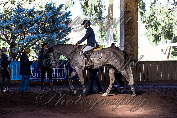 SRSJ Young Horse-6973