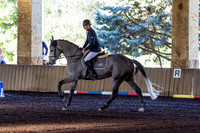 SRSJ Young Horse-6978