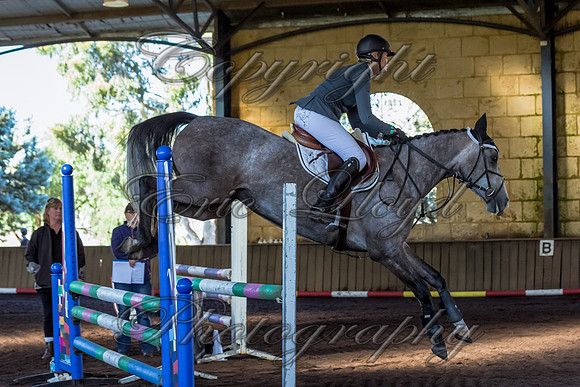 SRSJ Young Horse-7005