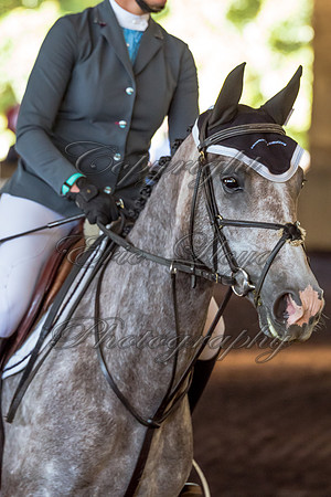 SRSJ Young Horse-7002
