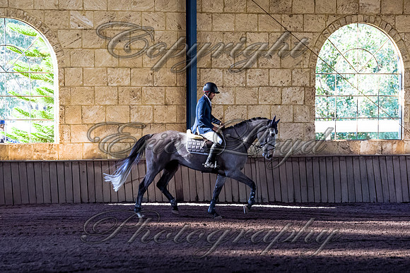 SRSJ Young Horse-6974