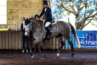 SRSJ Young Horse-6990