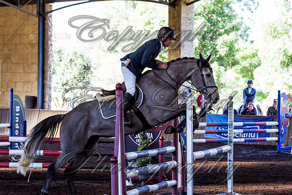 SRSJ Young Horse-6982
