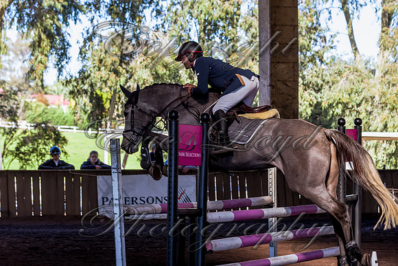 SRSJ Young Horse-6985