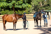 Morning Inhand and Flatwork