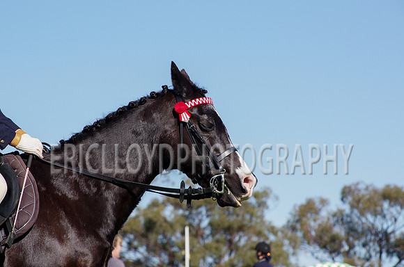 JL-2637
